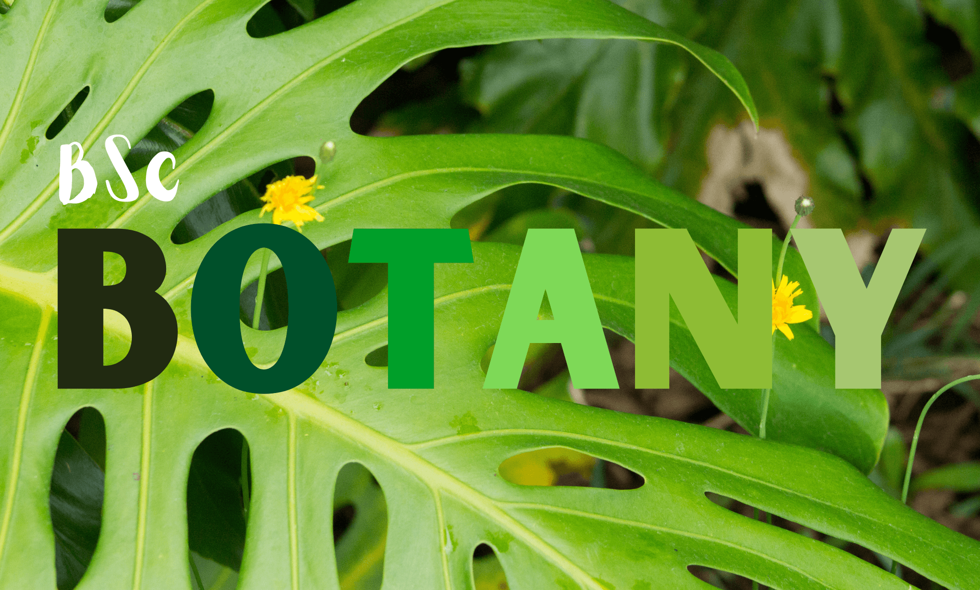 Bachelor of Science (Botany)